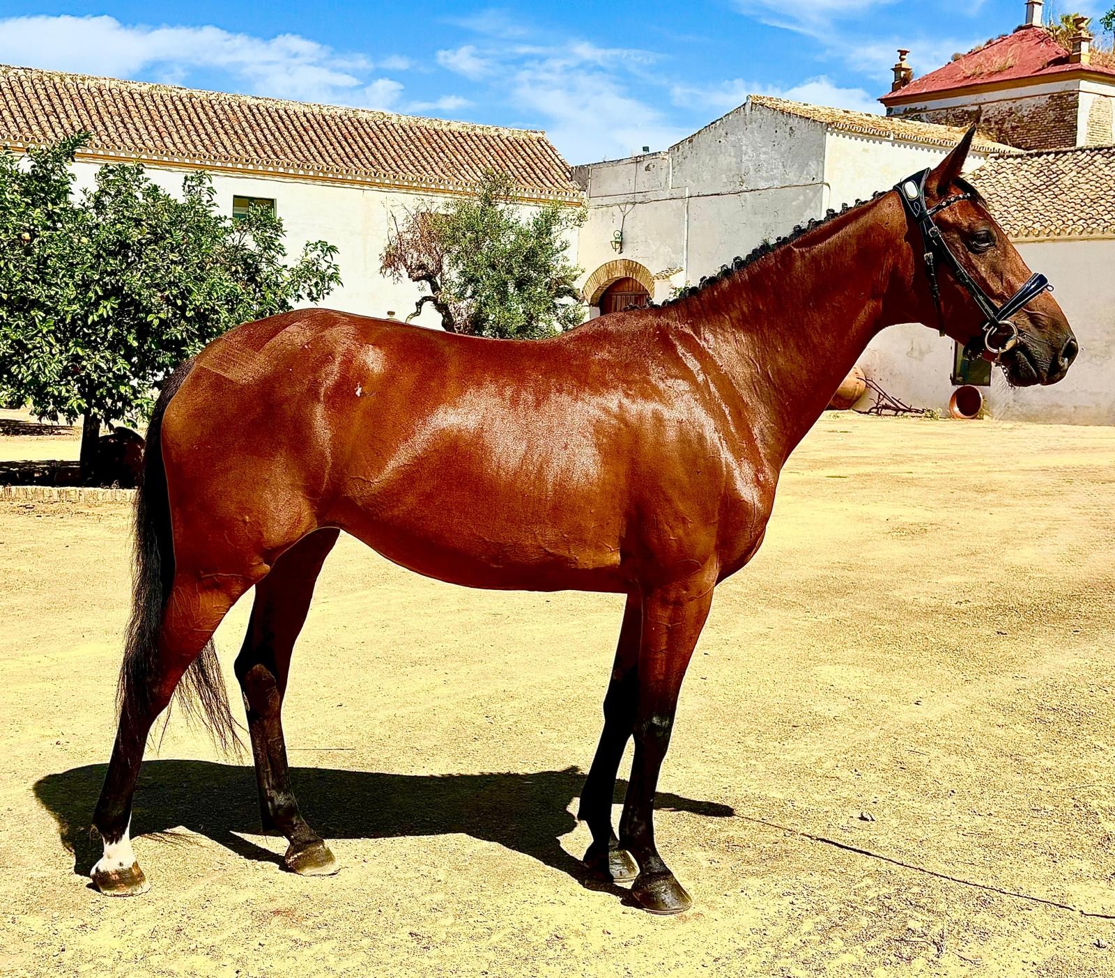 horse